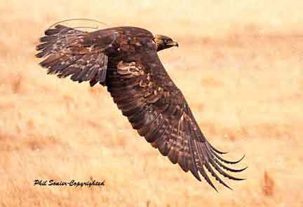 immature golden eagle pictures. Golden Eagle