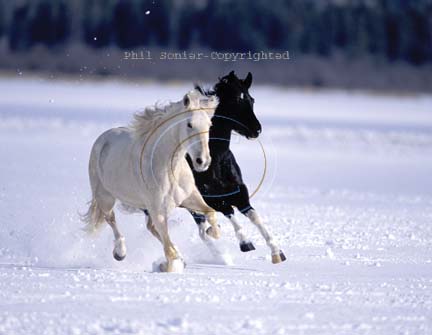 Black & White Winter Horses Available in A,C,H